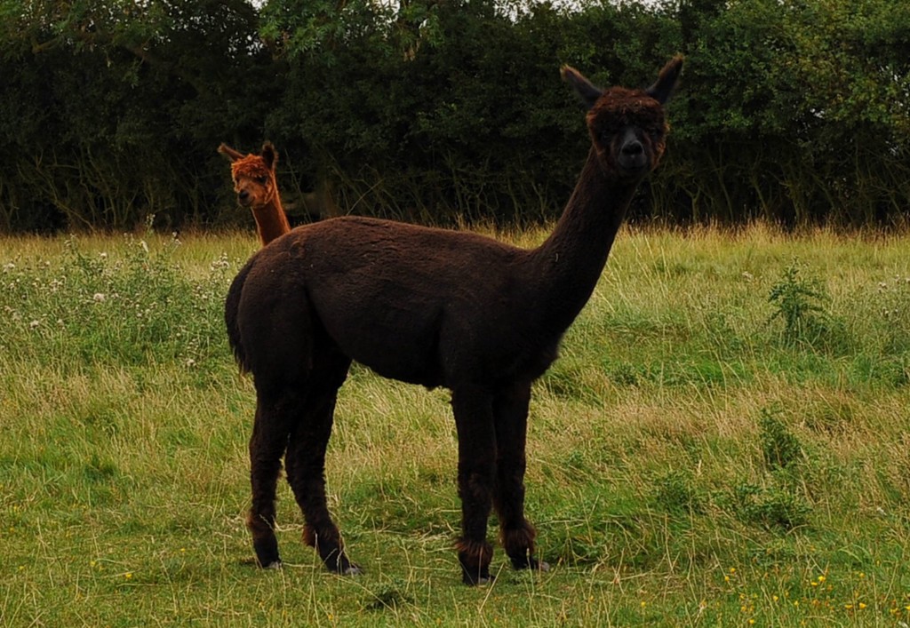 Pushmi-Pullyu spotted at Top Farm